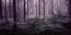 Ikuinen syksyn puutarha
