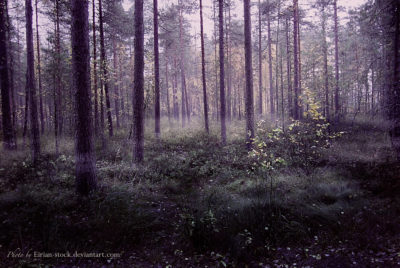 Ikuinen syksyn puutarha